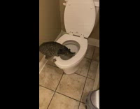 Cat try to figure out how toilet works