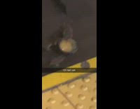 Group of rats pull and carry to go container box of food down subway train tracks