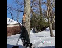 Collab Kale Salad IG - Brown dog climbs up tree