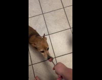 Dogs lick bites spoon with peanut butter