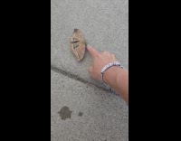 Woman touch butterfly tries attacking her finger