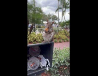 Collab Clips MPUGC - Woman gives squirrel a french fry