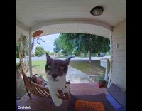 Cat meows rings door bell camera 