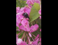 Bee on a pink flower collects pollen