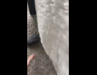 KaleSaladIG - Cat knocks mouse off table 