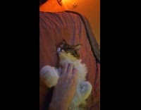 Cat squeeze paw while chest gets rubbed