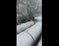 Dog runs around snow with stick 