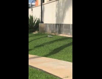 Monitor lizard crawling fast