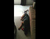 Small cat tries to play with dogs tail