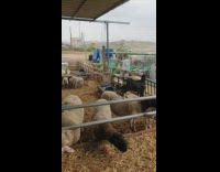 Black goat climb walk over some sheep