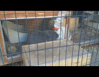 Two rabbits in cage drink from same bottle