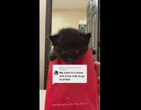 Small black baby kitten compilation walking around and on table 