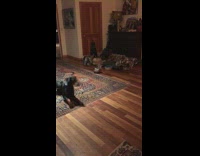 Doberman dogs wake up hear squirrel sound