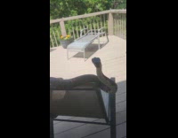Snake on chair look at window balcony
