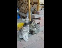 Grey kitten holds grooms kitten litter logs