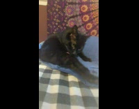 Black cat sticks out leg while laying down