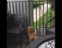 Small brown dog barks excited for guy