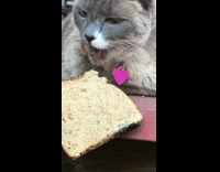 Grey cat eat bread pink tag hand
