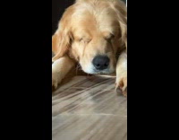 Brown dog stretches and sleeps 