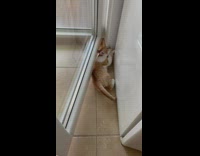 Playful kitten purr go under glass door