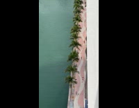 Dolphin swimming near miami river walk