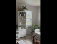 Dog bark at plant over the shelf