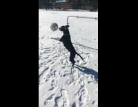 Black and white dog plays goalie and blocks soccer ball from going into goal