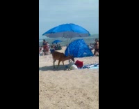 Deer approach plastic bag and roam beach