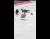 Collab WINY - Round grey bird on ground beside pigeons