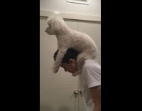 White Dog Piggybacks On White Shirt Guy's Back