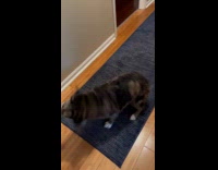 Dog rolls over carpet after bath time