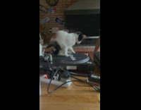 Cat sits on spinning DJ turntable 