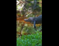 Clips of wild gators in nature and on the road 
