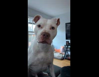 Man pranks dog to go for ride or bath