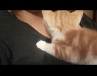 Kitten on the chest of owner meows
