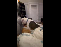 Two dogs play bite on the couch