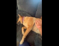 Man rub belly brown dog on sofa