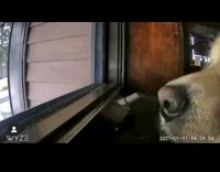 Collab BitchMP - Dog close to camera looking out window 