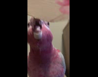 Collab Animalig - Red bird tries to take a bite out of paper and sticks tongue out