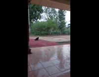 Black cat try to catch a bird