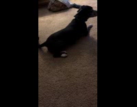 Dog scratches its back on the carpet