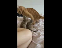 Meerkats play fight with orange cat 