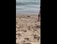 Crowd watches turtle return on the ocean