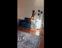 Dog chasing light reflection on wall 