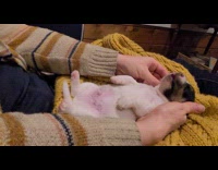 Puppy sleep legs shake on yellow sweater