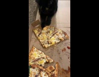 Guy moves pizza closer to him cat takes it back 