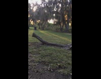 guy green sweater slips on tree trunk on floor