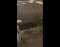 Rats crawl into sewer 