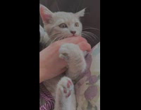 Grey kitten bites hand 