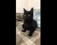Black kitten stares while sitting on bed 